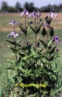 Réti iszalag (Clematis integrifolia)