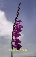Réti kardvirág (Gladiolus imbricatus)