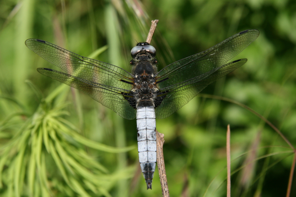 Kisfoltos laposacsa (Libellula fulva)