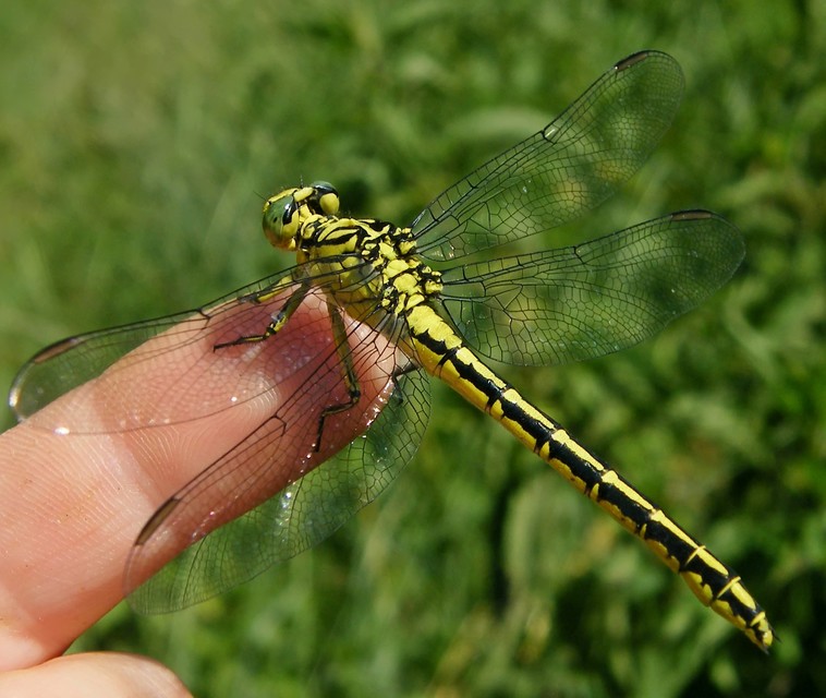 Sárgalábú folyami-szitakötő (Gomphus flavipes)