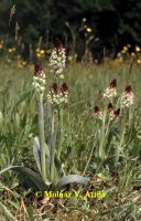 Sömörös kosbor (Orchis ustulata)