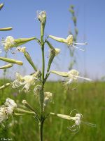 Sokvirágú habszegfű (Silene multiflora)