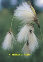 Széleslevelű gyapjúsás (Eripohorum latifolium)