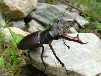 Nagy szarvasbogár (Lucanus cervus)