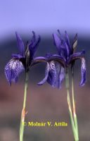 Szibériai nőszirom (Iris sibirica)