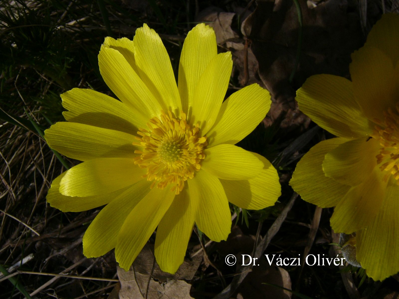 Tavaszi hérics (Cicuta virosa)