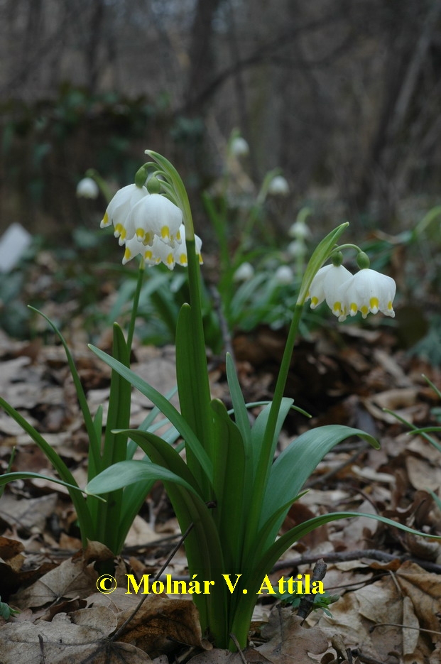 Tavaszi tőzike (Leucojum vernum)