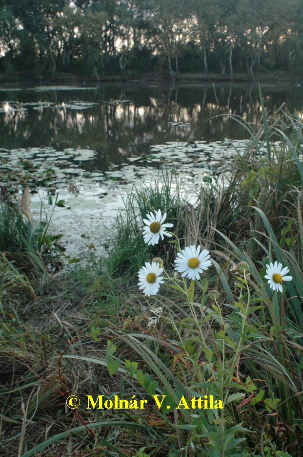 Tiszaparti margitvirág (Leucanthemella serotina)