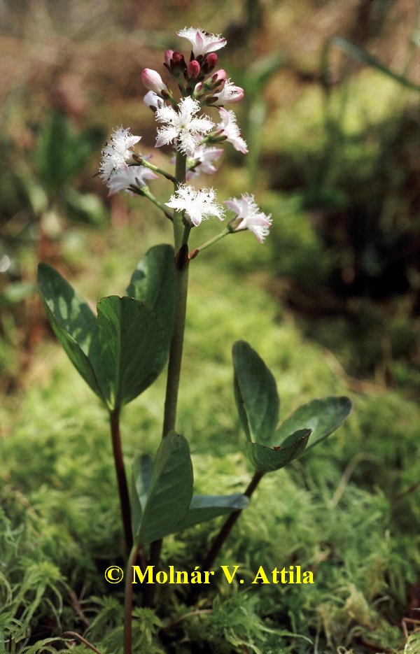 Hármaslevelű vidrafű (Menyanthes trifoliata)