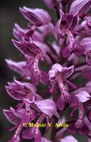 Vitéz kosbor (Orchis militaris)