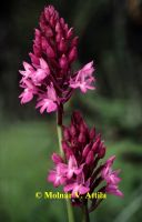 Vitézvirág (Anacamptis pyramidalis)