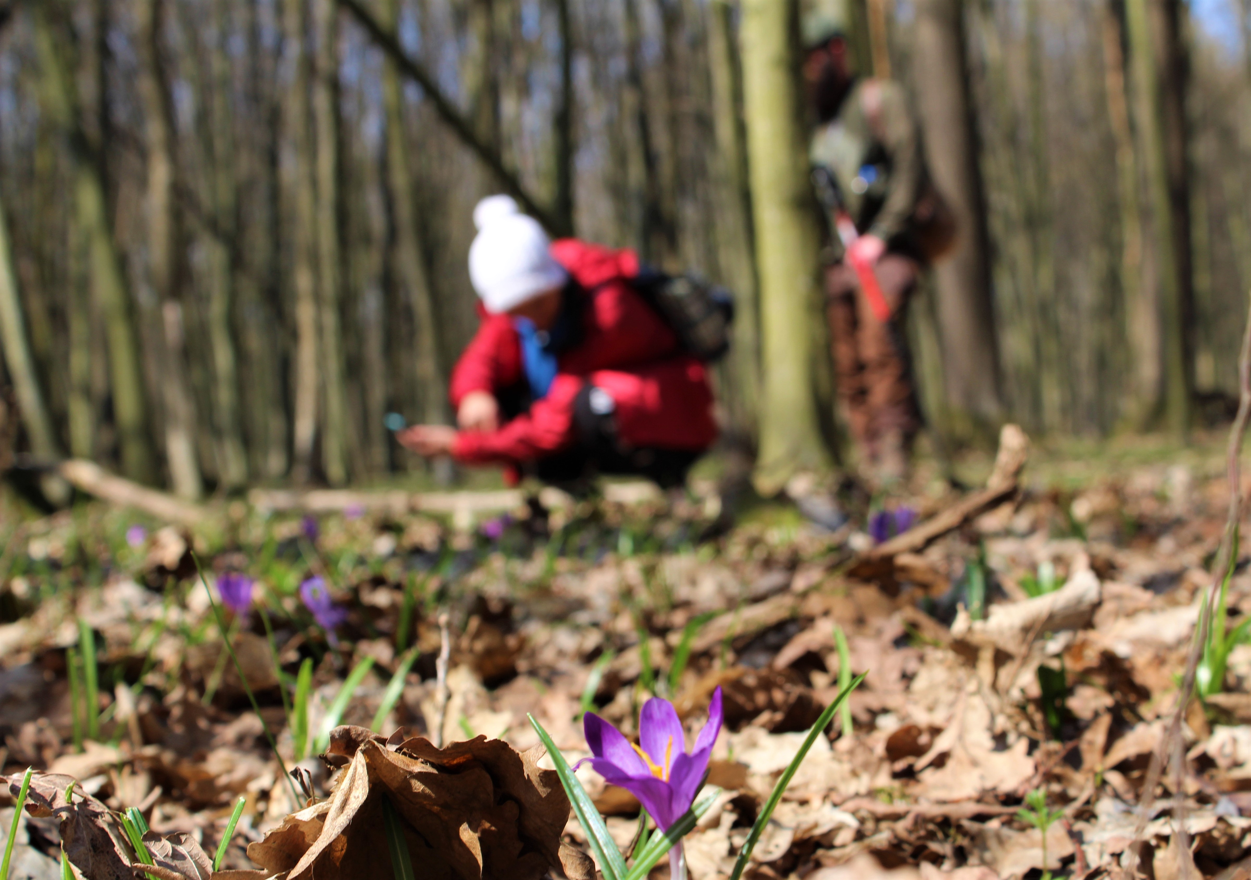 a túra résztvevői virágokat néznek a magosligeti erdőben