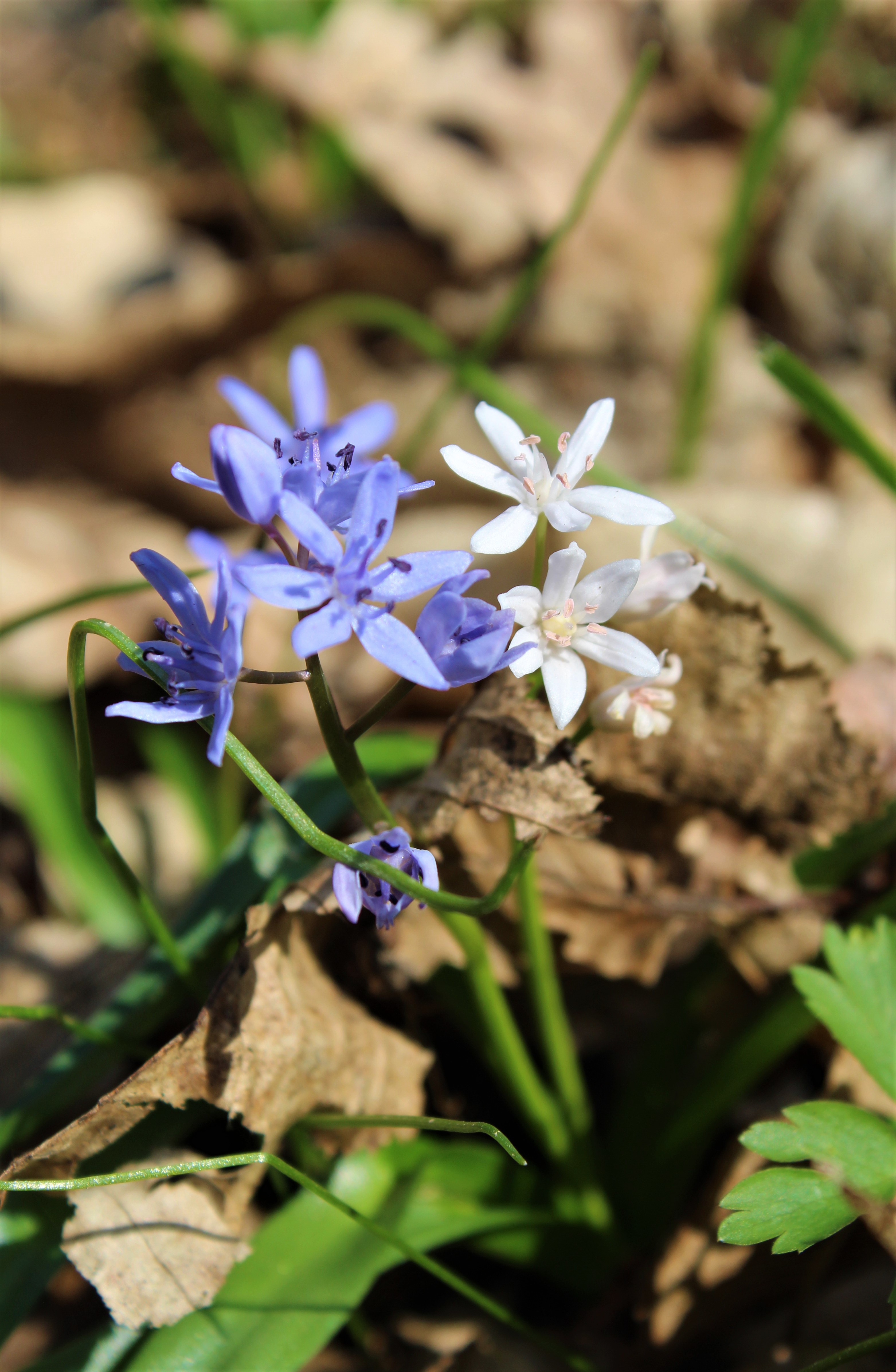 erdélyi csillagvirág lila és fehér változatai