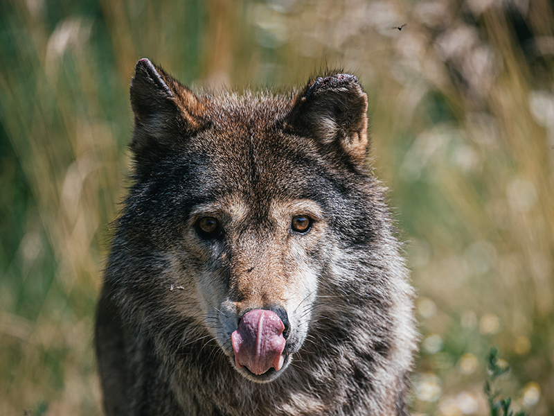 A képen a száját nyalogató farkas látható
