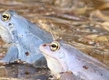 A kétéltűek titokzatos világa - Alkotópályázat