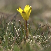 A pusztai tyúktaréj új előfordulása a Hortobágyon