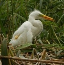 Great egret colonies in the Tiszazug