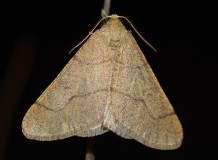 Lepkészek együttműködése a biodiverzitás-kutatás és természetvédelem szolgálatában