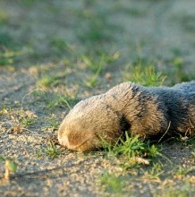 Magányos földikutya a Nyírségből