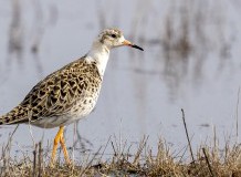 Ökológiai célú vízpótlások a Hortobágyi Nemzeti Parkban