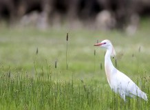 Pásztorgémek költenek a Tisza-tónál