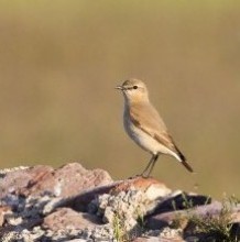 Rare bird in the Hortobágy National Park