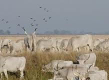 Regeneratív legeltetés a hazai jogszabályok és támogatások tükrében