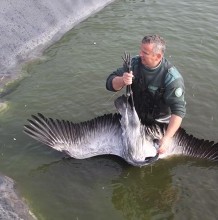 Saving cranes in Hortobágy