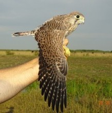 Sok jó kalanddal és madárral zárult a II. Hortobágyi gyűrűző tábo