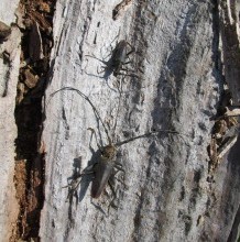 The great capricorn beetle