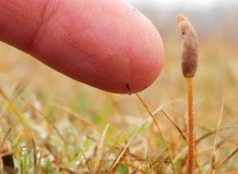 Törpétől az óriásig