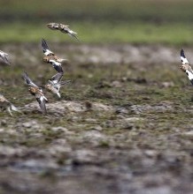 Tundrai énekesmadarak a téli Hortobágyon és Nagykunságban