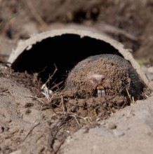 Új erdélyi földikutya populáció létrehozása a bagaméri Malom - gáton