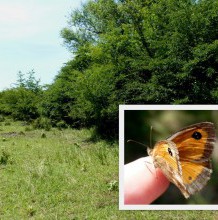 Új védett lepkefaj került elő a Hortobágyi Nemzeti Park Igazgatóság működési területén