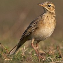 Újra Sarkantyús pityer (Anthus richardi) a Hortobágyon