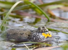 Újra vöröshasú unka kórusoktól hangos a Hortobágy