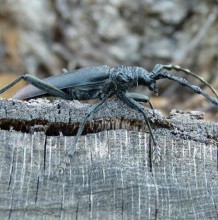 Védett bogarak felmérése a Nyírségi erdőkben