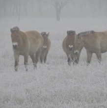 Visit the Hortobágy Wild Animal Park