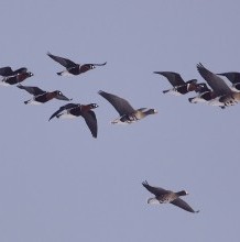 Vörösnyakú ludak rekordszámú sereglete a Hortobágyon