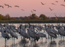 XI. Nemzetközi Daru Konferencia